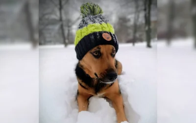 Zima, sníh a mráz: Na co si dát pozor u psů a jak o ně správně pečovat